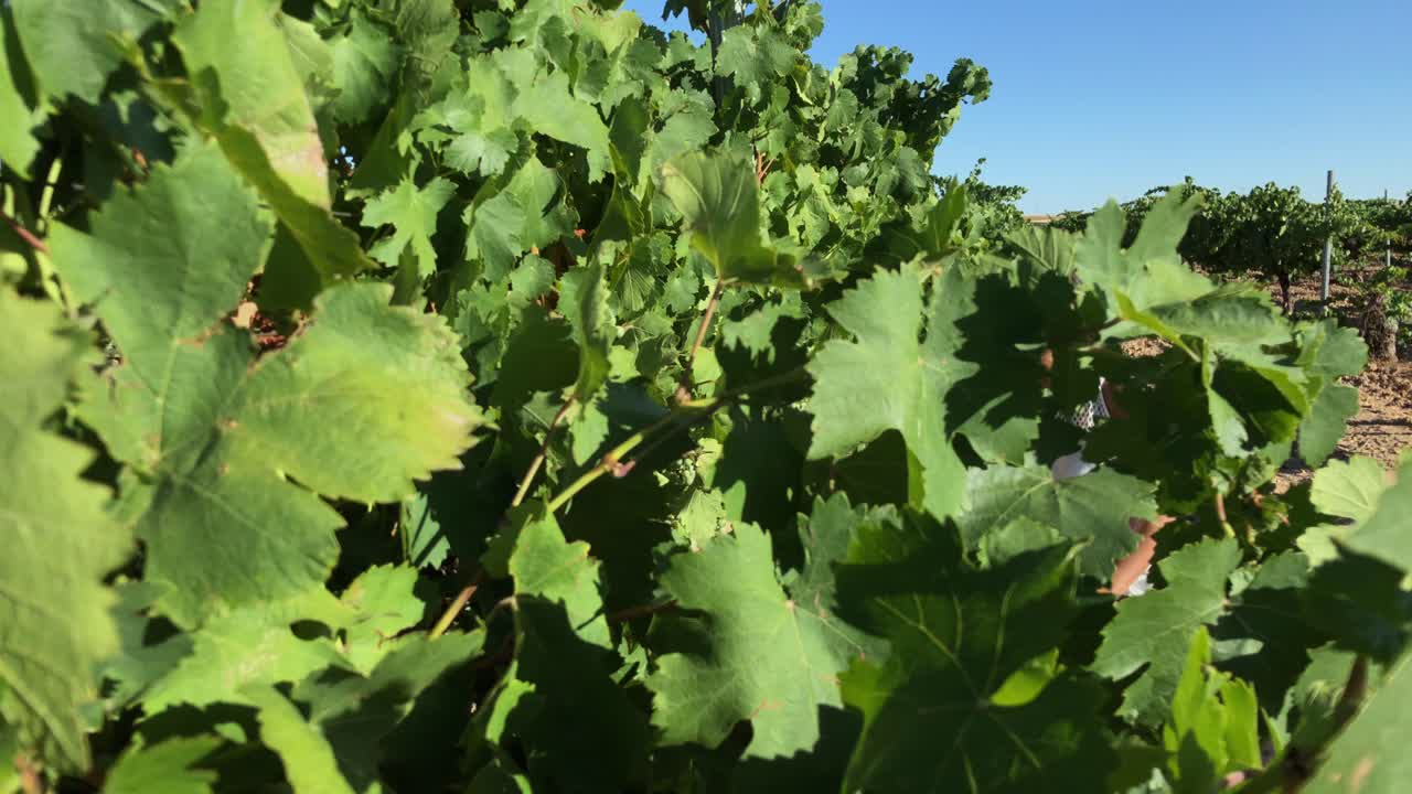 포도원을 걷고 테이블에 앉아 포도주를 마시고 있는 여자-5