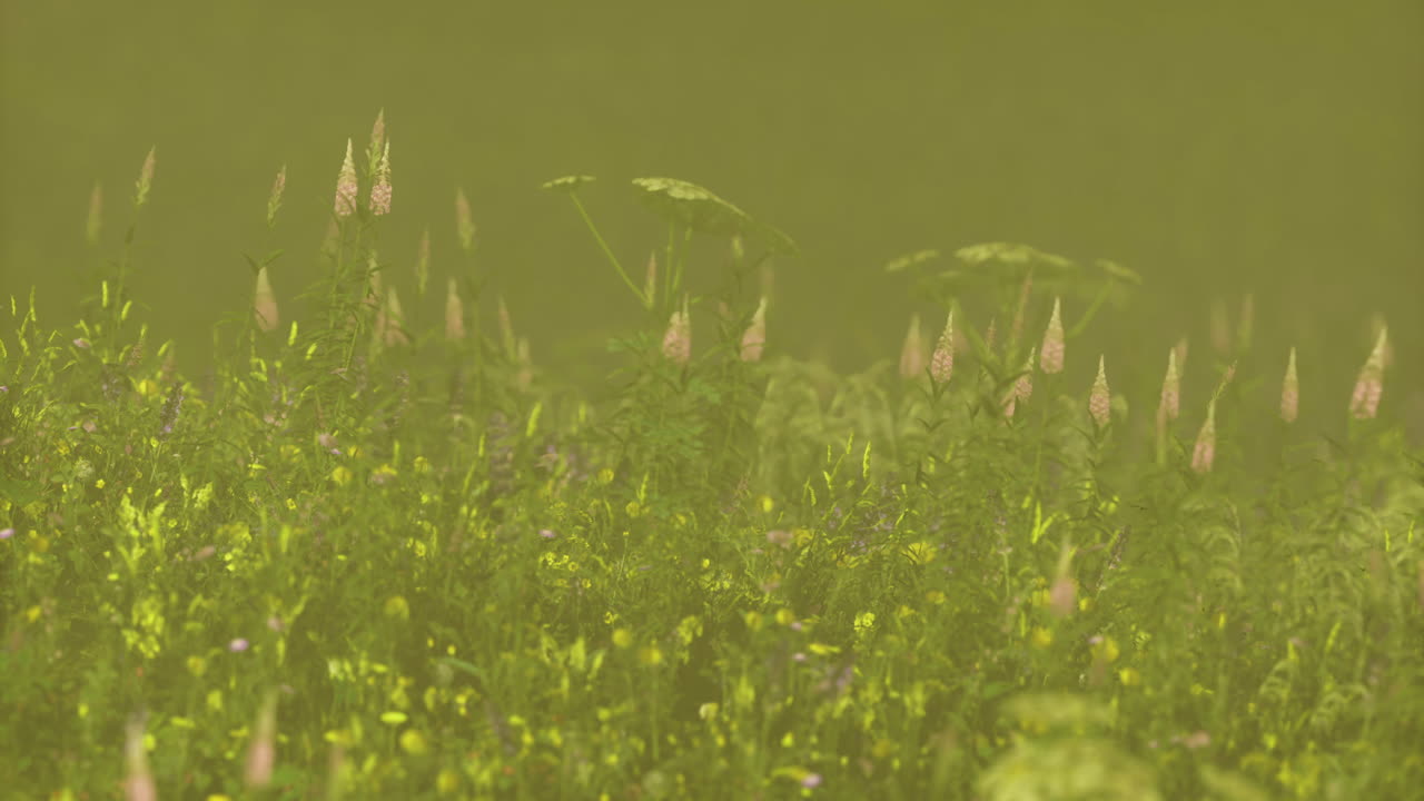 Vibrant flowers blooming in a lush green field under soft sunlight