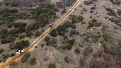 aerial view of three horses racing in desert environment