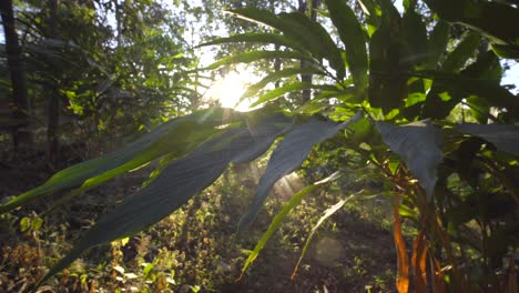 Green-and-unripe-cardamom-pods-in-plant-in-Kerala,-India