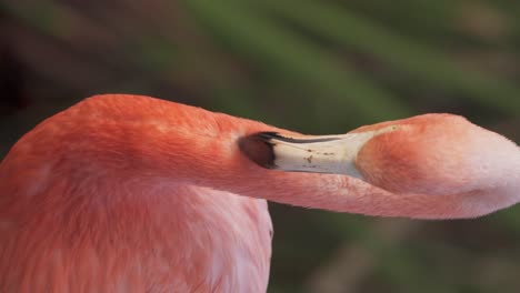 cierre el video vertical de un flamenco americano rosa rojizo arreglando sus plumas con su pico