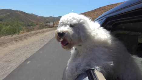 a cute white happy goldendoodle puppy rides along in the window of a car