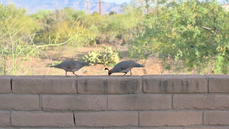 cute quail bird couple eat seeds left on wall in backyard