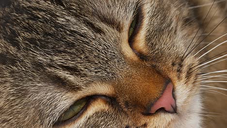 brown tabby domestic cat on white background, close-up of eyes, real time 4k