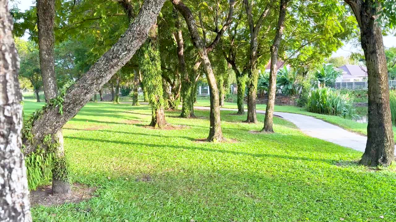 宁静的公园场景，绿树成荫，小径蜿蜒