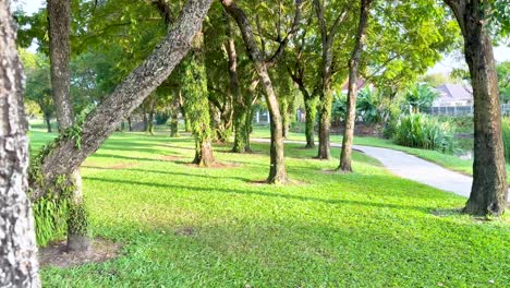 escena pacífica del parque con árboles y camino