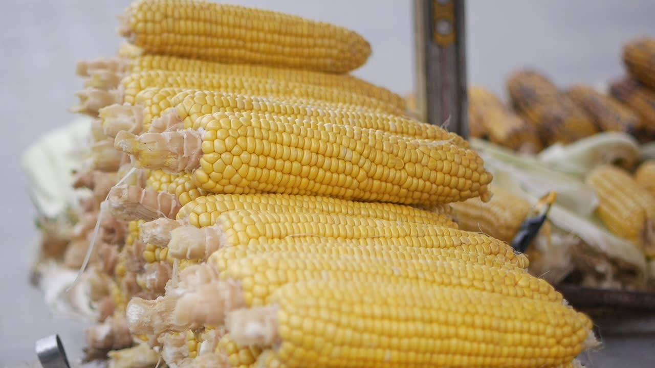 Fresh Corn on the Cob Being Selected
