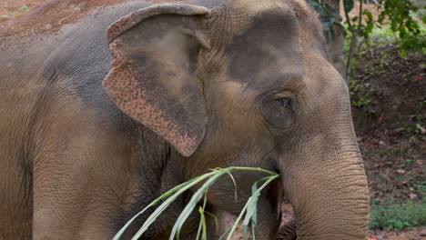 Großer-Brauner-Elefant-In-Freier-Wildbahn,-Der-Friedlich-Einen-Bambusstroh-Isst