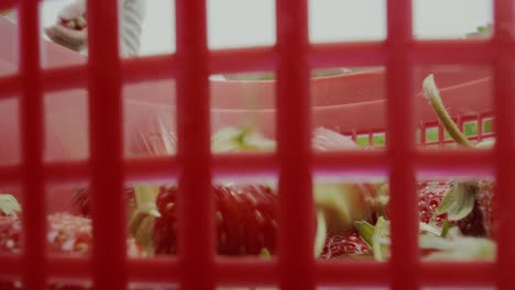 ángulo único de una mujer dejando caer fresas rojas en un cubo rojo