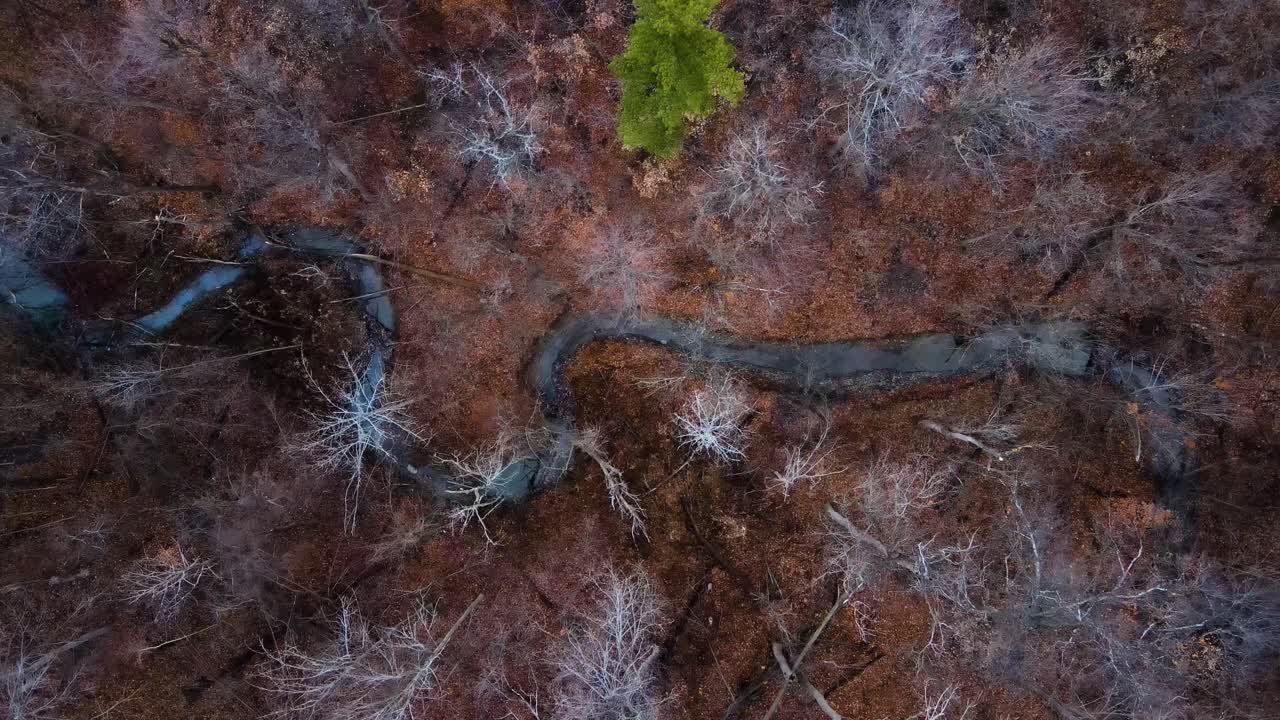toma aérea de arriba hacia abajo elevándose por encima del arroyo en un bosque sin hojas