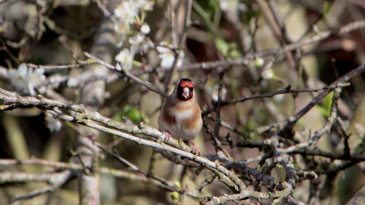 En stillits, Carduelis carduelis, i et blommetræ tidligt forår. UK.