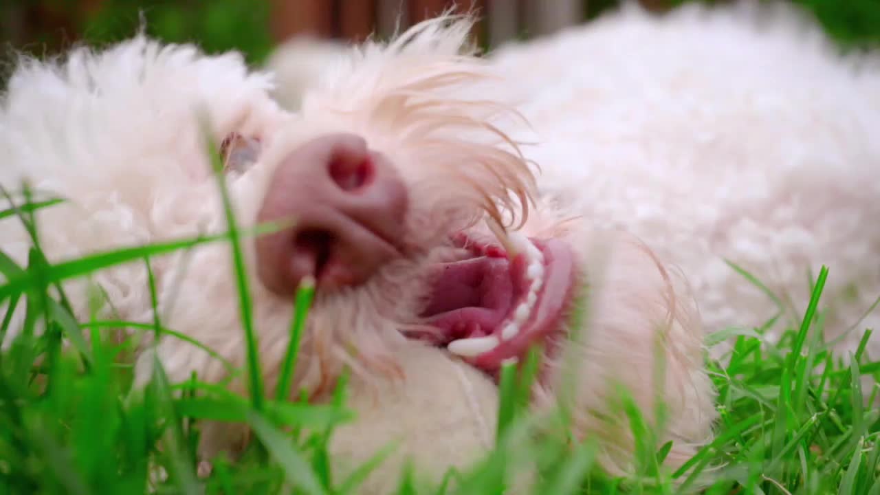 장난스러운 개 잡기 공. 개 얼굴의 클로즈업. 개 입. 강아지 물기