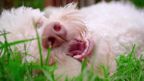 playful dog catch ball. close up of dog face. dog mouth. puppy biting