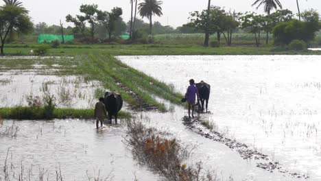 Paddy-field-in-Sindh-Pakistan-two-children-walking