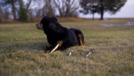 pet rotweiler laying down on grass on farm