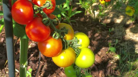 delicias frescas de la granja: primer plano de tomates cerezos maduros - jardín de cocina, alimentos orgánicos
