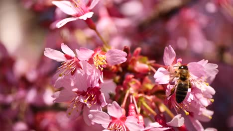 macro of busy honey bee collecting pollen of pink flower during spring season - prores high quality footage - flora and fauna and entomology in nature