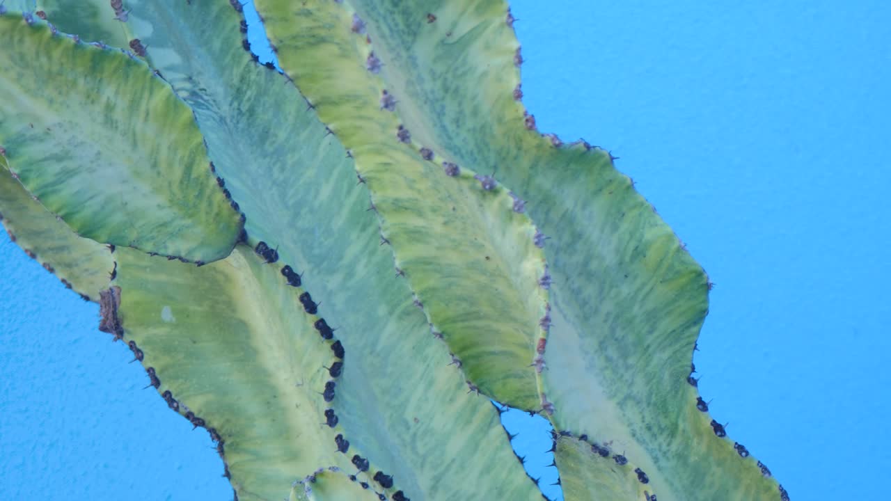 Cactus spikes and texture with blue background