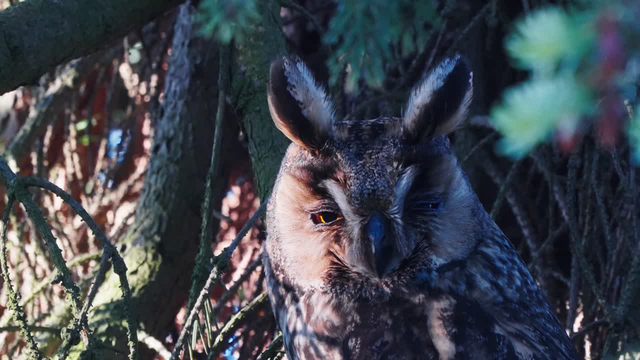 cabeza de búho real euroasiático observando los alrededores del árbol en un día soleado, de cerca
