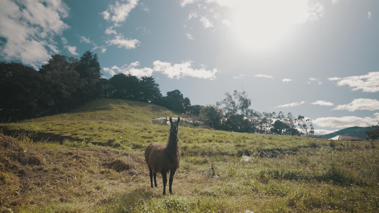llama alpaca pastando en prados soleados en las montañas de los andes, ecuador