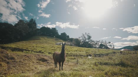 alpaca llama grazing on sunny meadows in the andes mountains, ecuador