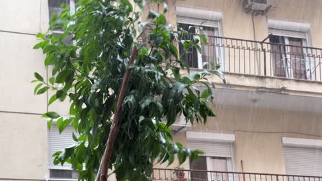 Una-Pequeña-Corona-De-árbol-Se-Dobla-Por-El-Clima-Tormentoso-Y-La-Lluvia-Contra-El-Fondo-De-Un-Edificio