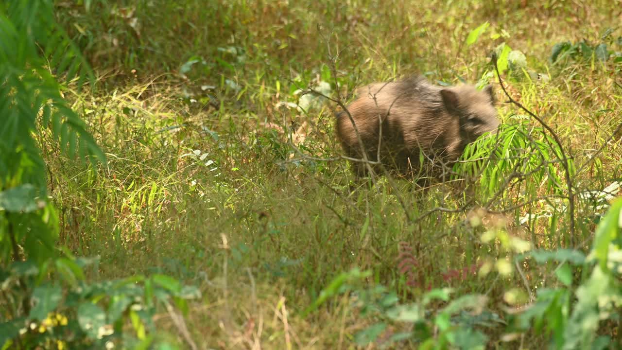 jabalí, sus scrofa, imágenes de 4k, santuario de vida silvestre huai kha kaeng, tailandia