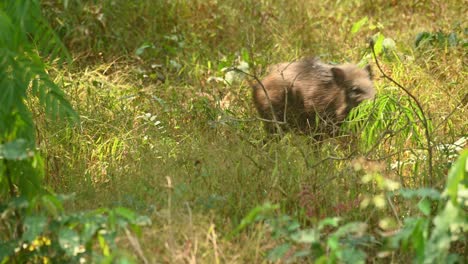 Wild-Boar,-Sus-Scrofa,-4K-footage,-Huai-Kha-Kaeng-Wildlife-Sanctuary,-Thailand