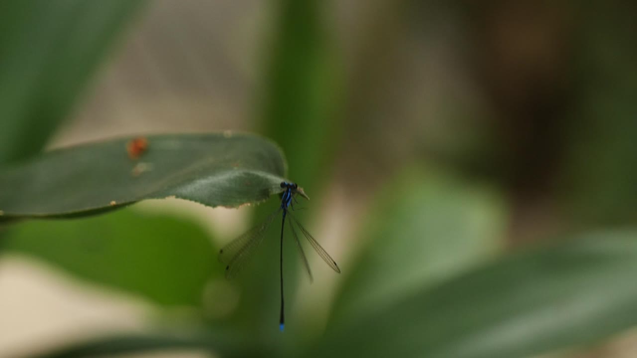 초록색 잎 에 있는 드래곤 파리 의 근접 초점