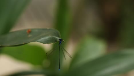 Close-up-focus-shot-of-dragon-fly-on-green-leaf