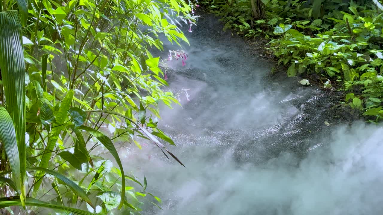 Thick white fog drifts across a shaded, green garden path with soft natural sunlight