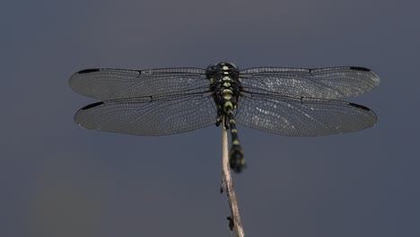 La-Libélula-De-Cola-De-Brida-Común-Se-Ve-Comúnmente-En-Tailandia-Y-Asia