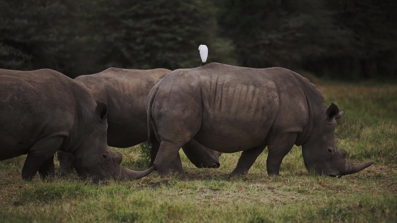 Kohejre på ryggen af et hvidt næsehorn, afrikansk dyreliv. Et symbiotisk forhold og mutualisme mellem to forskellige arter på safari i Kenya, Afrika.