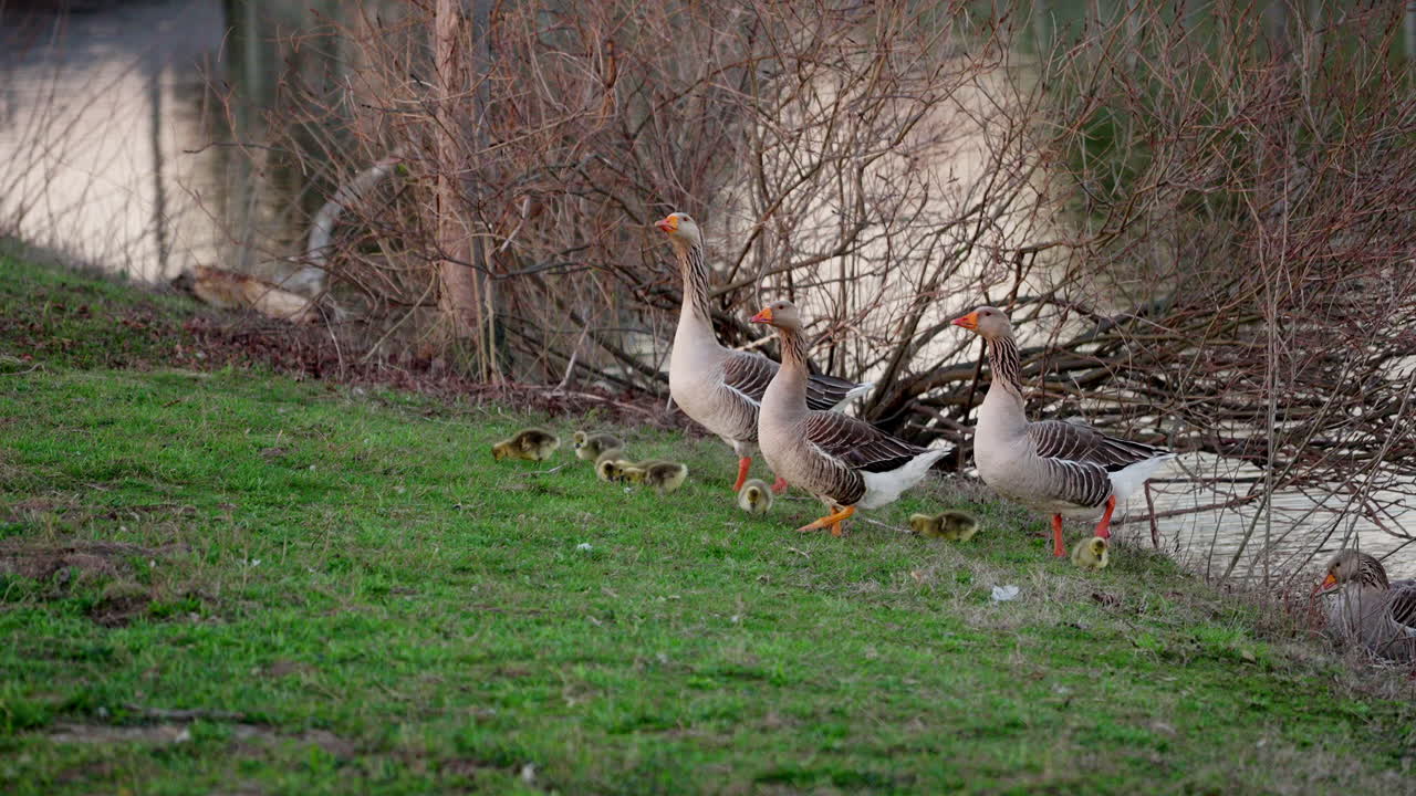 Slow-motion video of baby geese with their parents by a pond during spring.