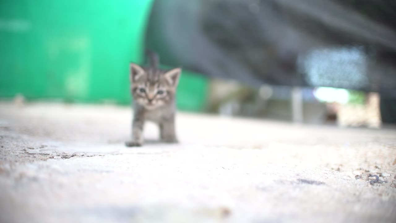 Cute small baby cats litter at basket learning to walk outdoors