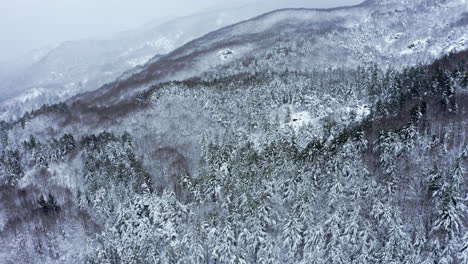 a snowy mountain forest covered in fresh snow, creating a serene and quiet mood