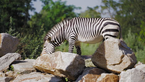 zebra grazing on green pasture on sunny day standing by large rocks