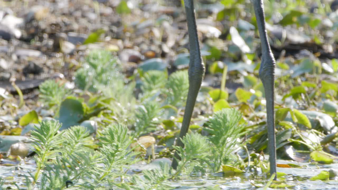Close-up of a wading bird hunting for food among green plants and shallow water in a natural wetland