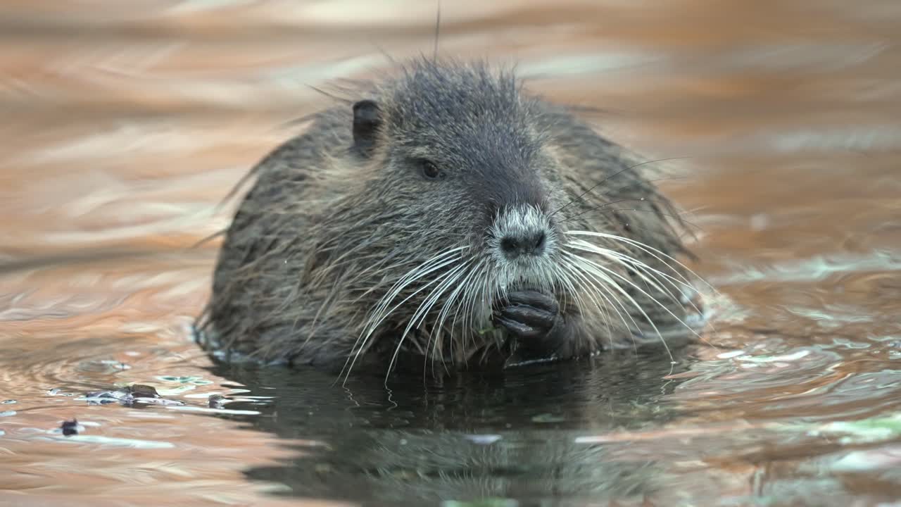 solo coipo nutria, bigotes largos comiendo en aguas poco profundas.