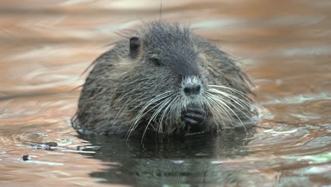 single nutria coypu , long whiskers eating in shallow water