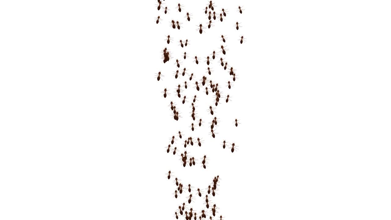 개미는 녹색 스크린 루프 배경에서 색으로 움직이고 있습니다.