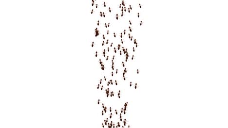 ants insects walking moving on the white on green screen loop background.