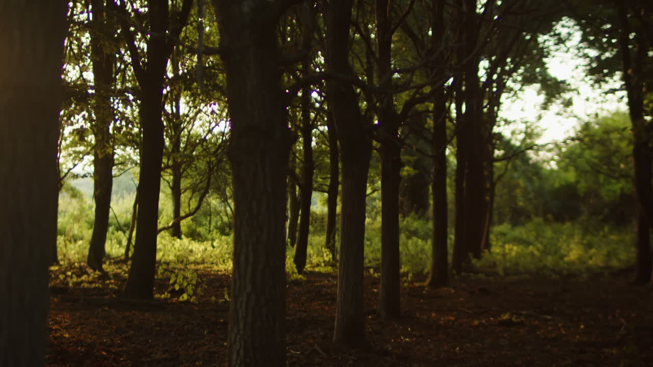 Foresta al tramonto in Inghilterra. Riprese naturalistiche a mano libera in slow motion.