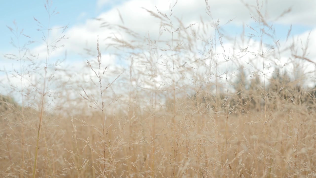 Golden grass blowing in the wind.