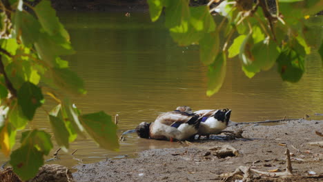 ducks by the water's edge