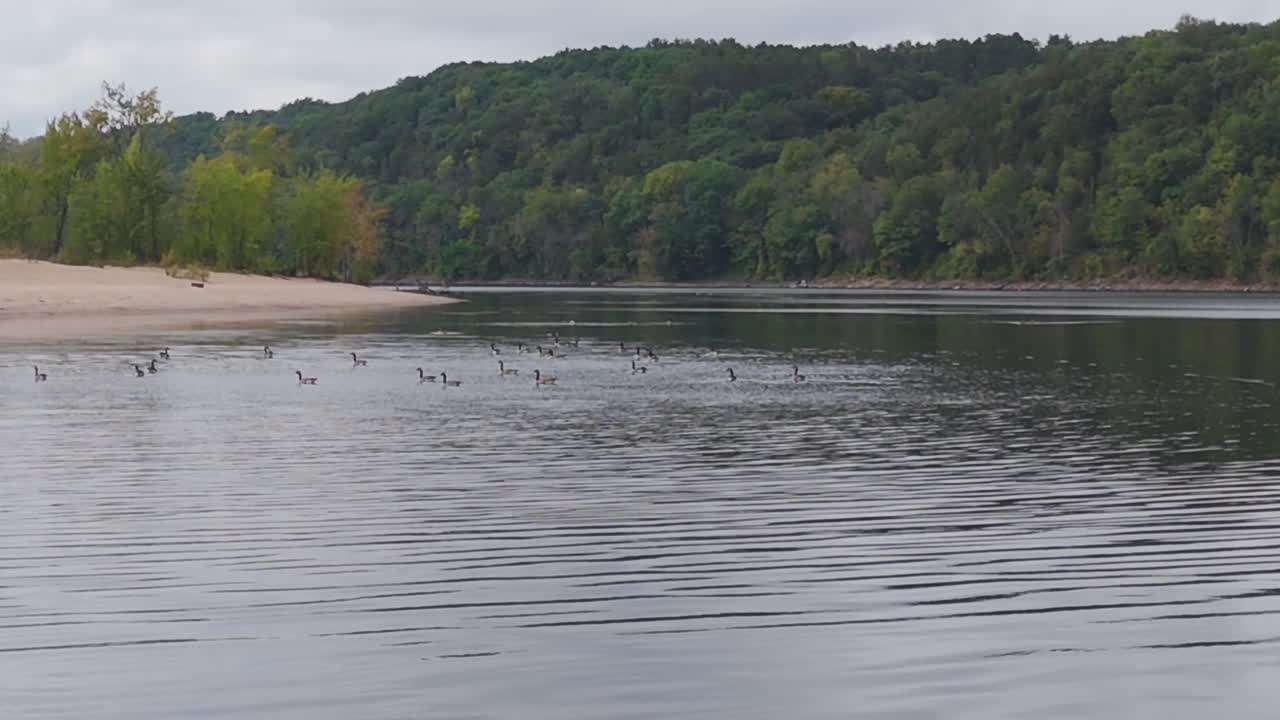Group of ducks and geese at Saint Croix River, Minnesota Wisconsin