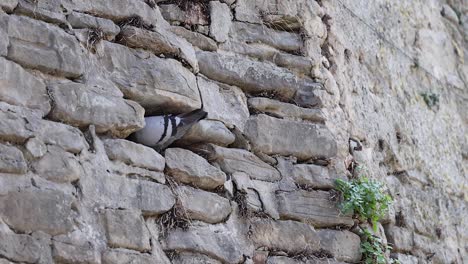 pigeon interacting with stone wall crevices