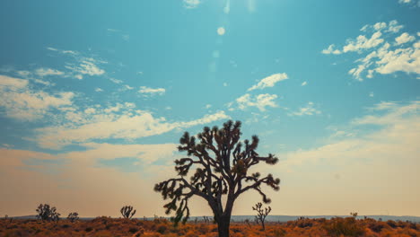 Wolken-Bilden-Sich-Und-Lösen-Sich-Auf,-Während-Sie-über-Einem-Einsamen-Joshua-Tree-über-Den-Himmel-Rollen---Weitwinkel-Zeitraffer