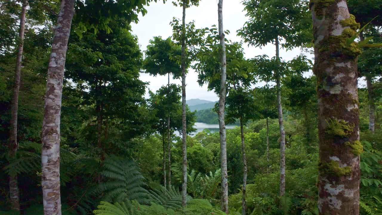 Still shot of Lake Danao in Ormoc, Philippines, framed by tall trees deep in the surrounding forest.