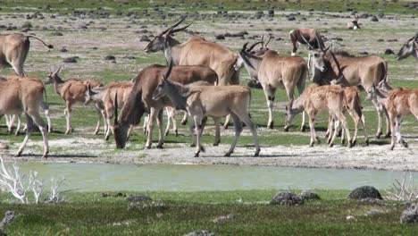 una manada de eland con terneros camina alrededor de un pozo de agua en sudáfrica